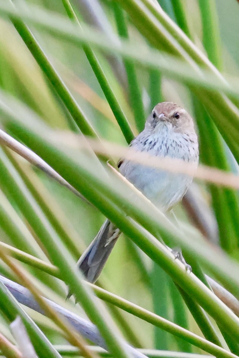 Little Grassbird - ML643285202