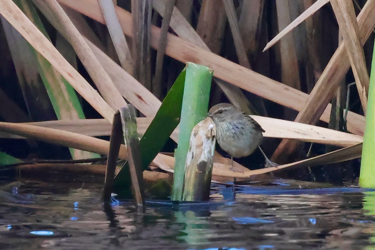 Little Grassbird - ML643285203