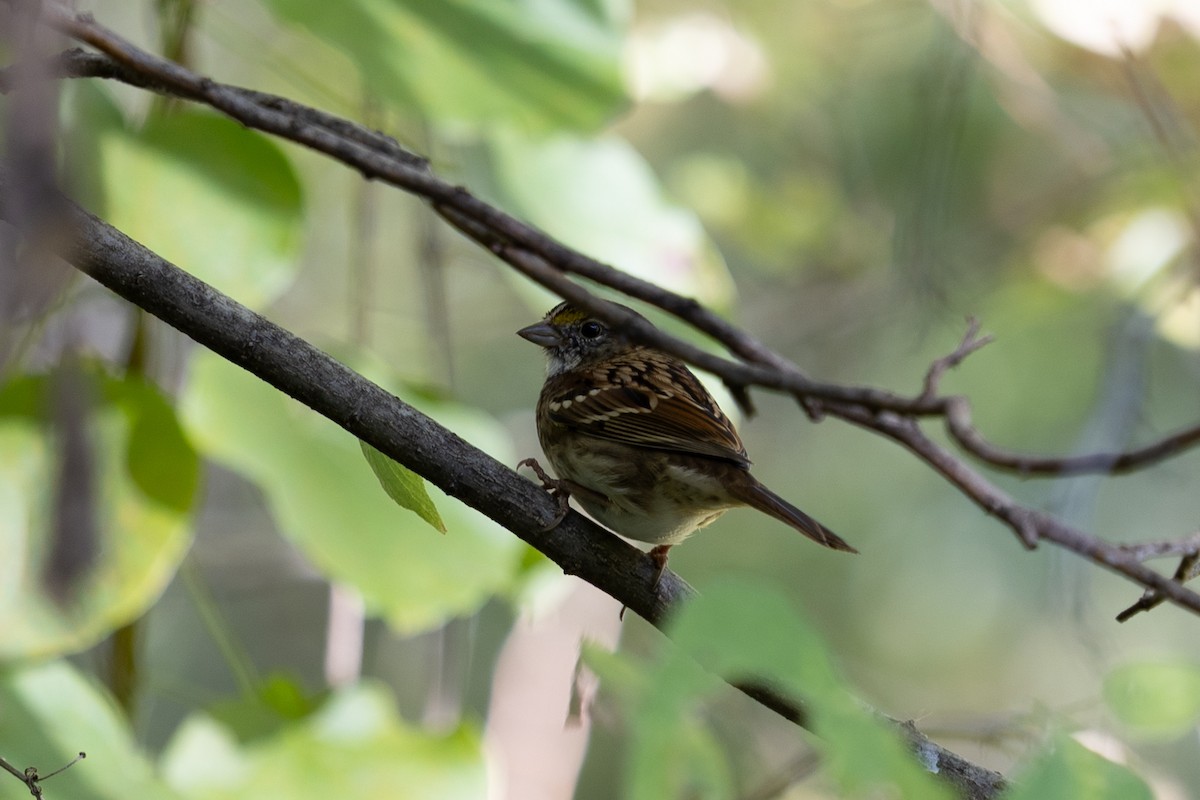 White-throated Sparrow - ML643285211