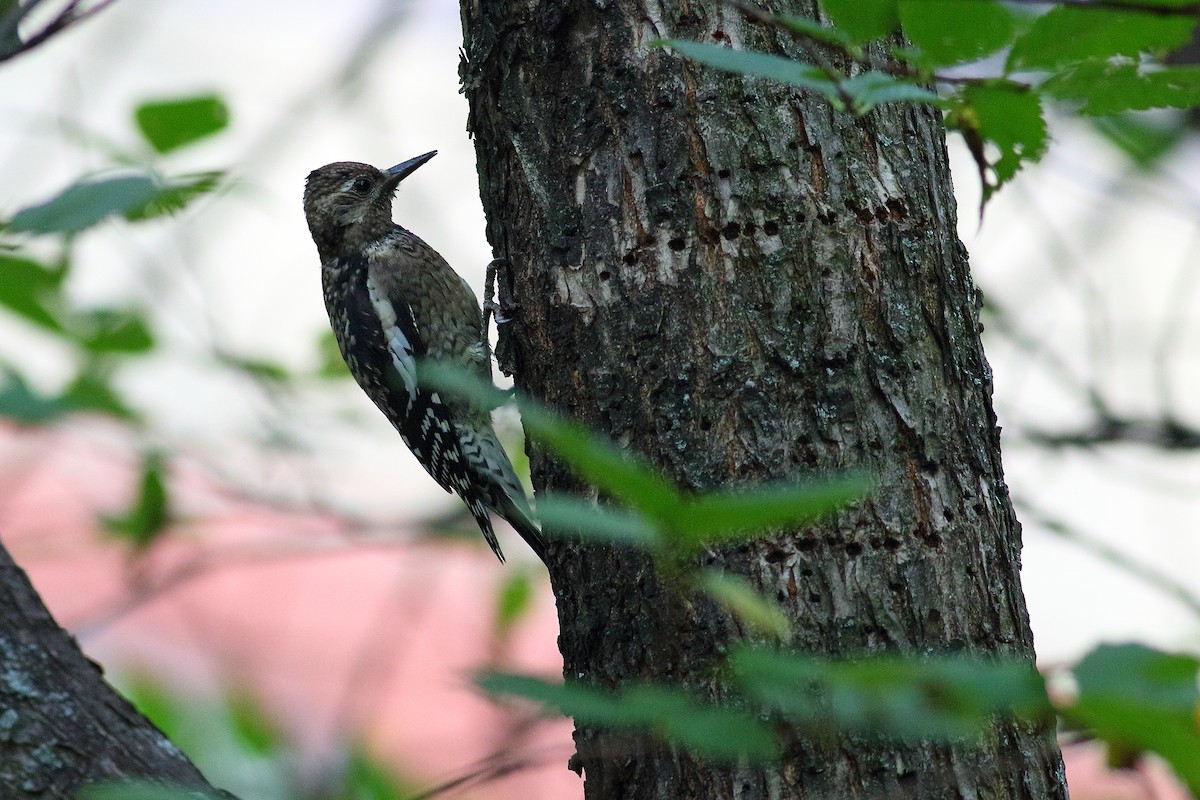 datel rudohrdlý - ML643285214