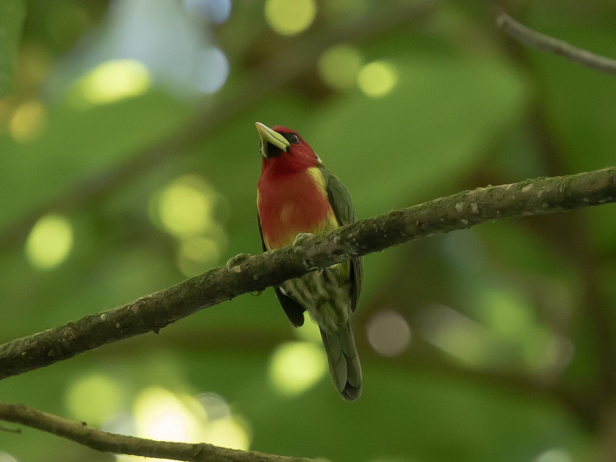 Red-headed Barbet - ML643285223