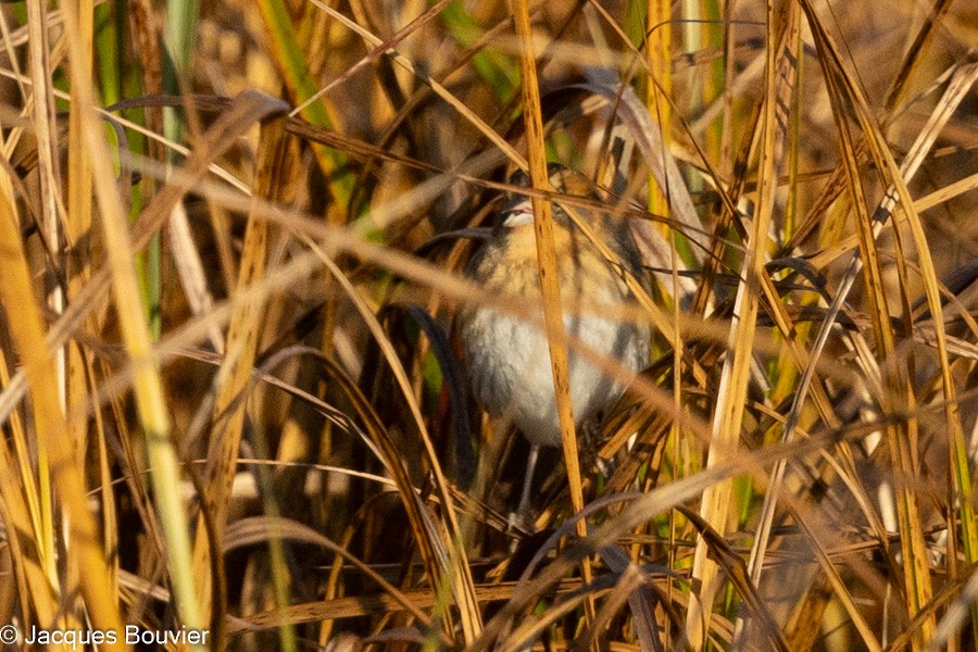 Nelson's Sparrow - ML643285227