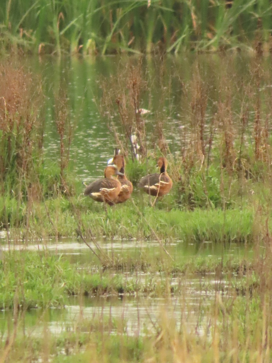 Fulvous Whistling-Duck - ML643285257