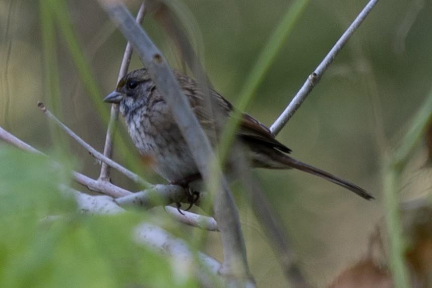 Song Sparrow - ML643285266