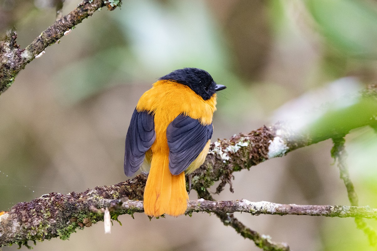 Black-and-orange Flycatcher - ML643285284