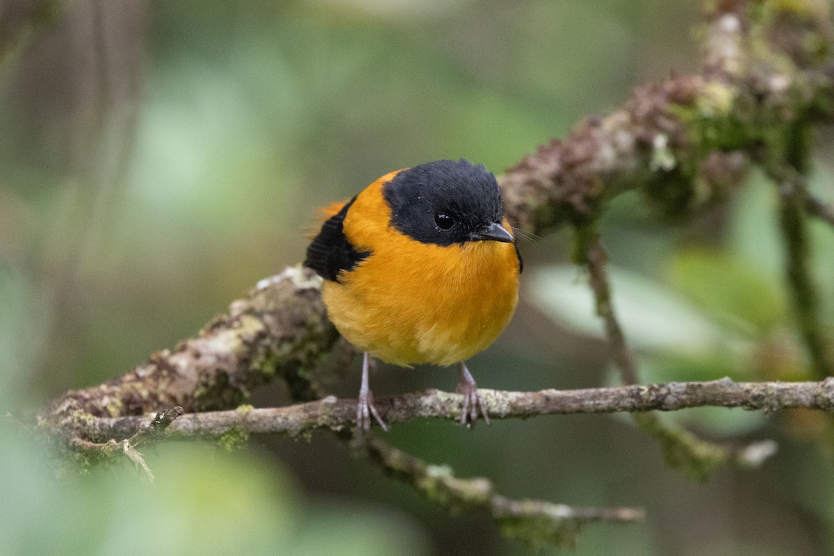 Black-and-orange Flycatcher - ML643285287