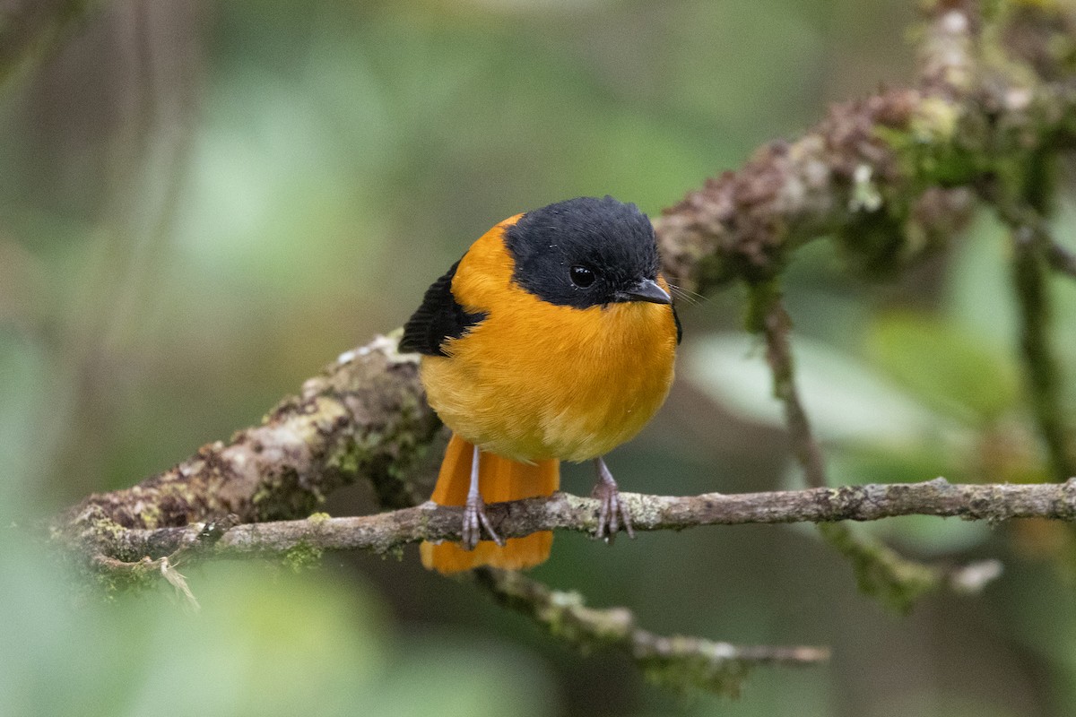 Black-and-orange Flycatcher - ML643285288