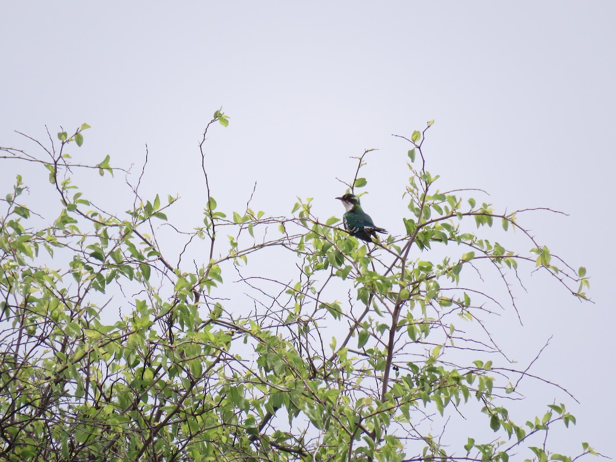 Dideric Cuckoo - ML643285323