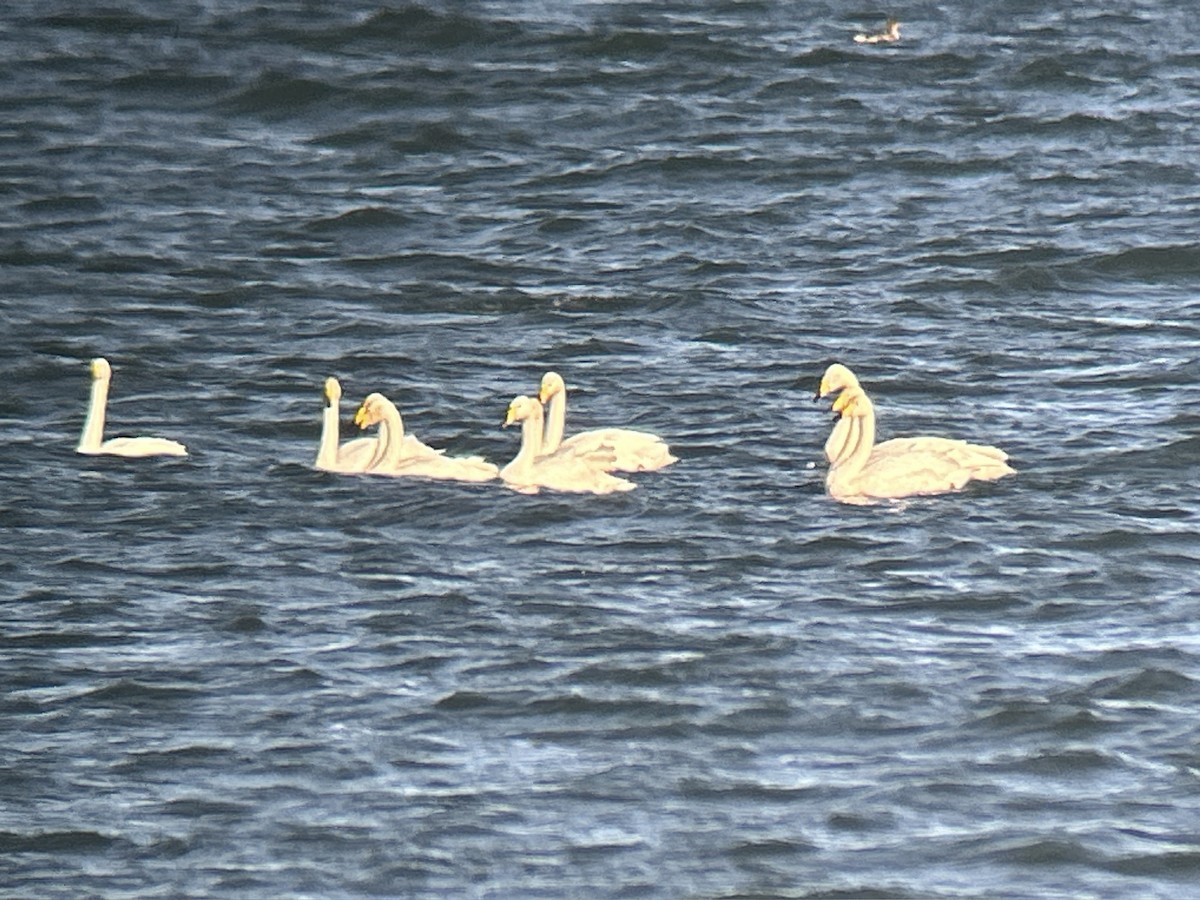 Whooper Swan - ML643285433