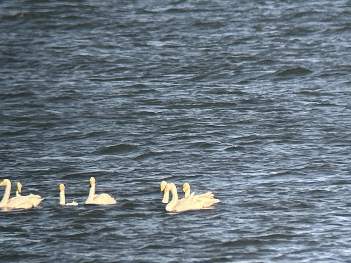 Whooper Swan - ML643285434