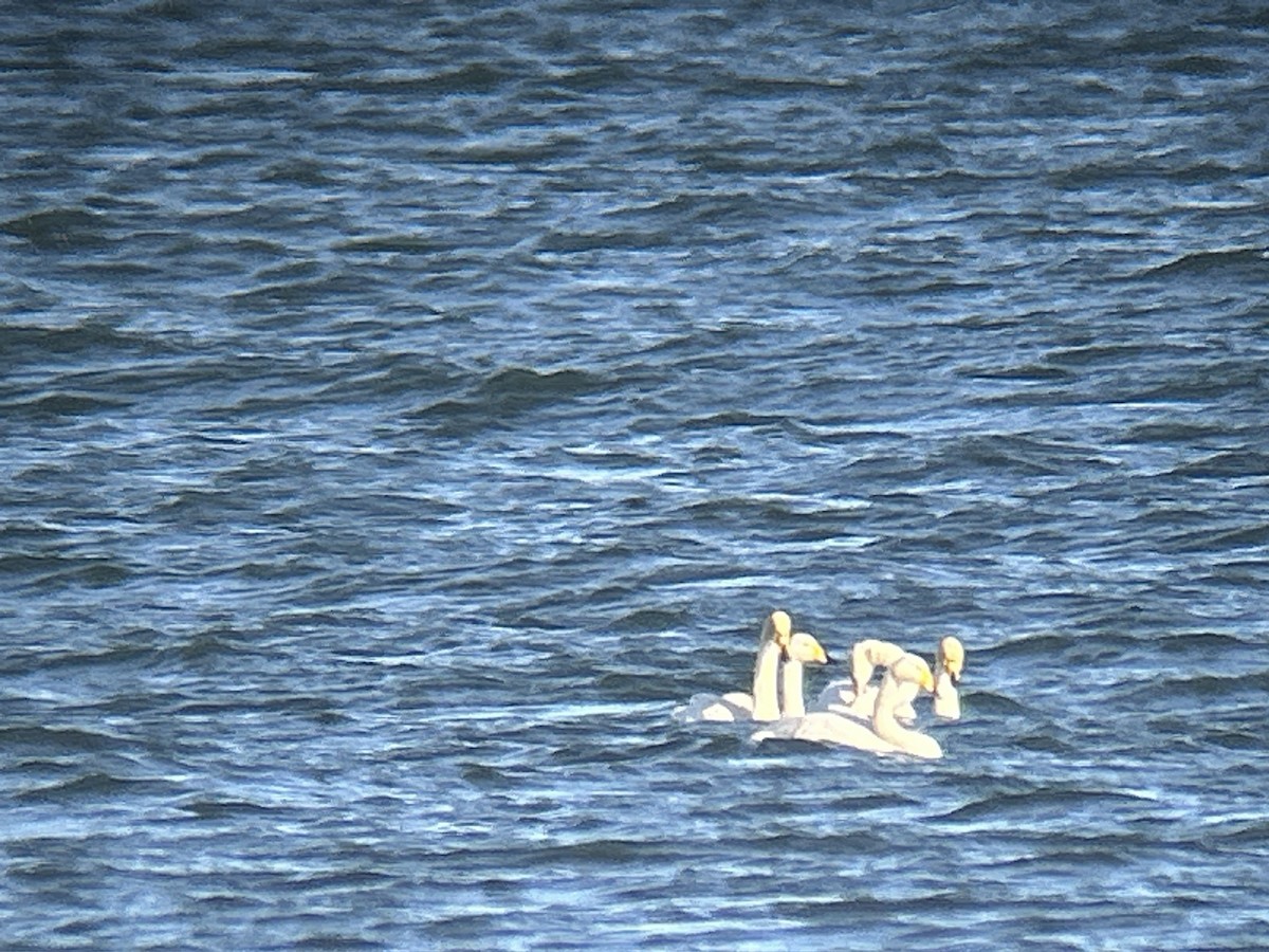 Whooper Swan - ML643285435