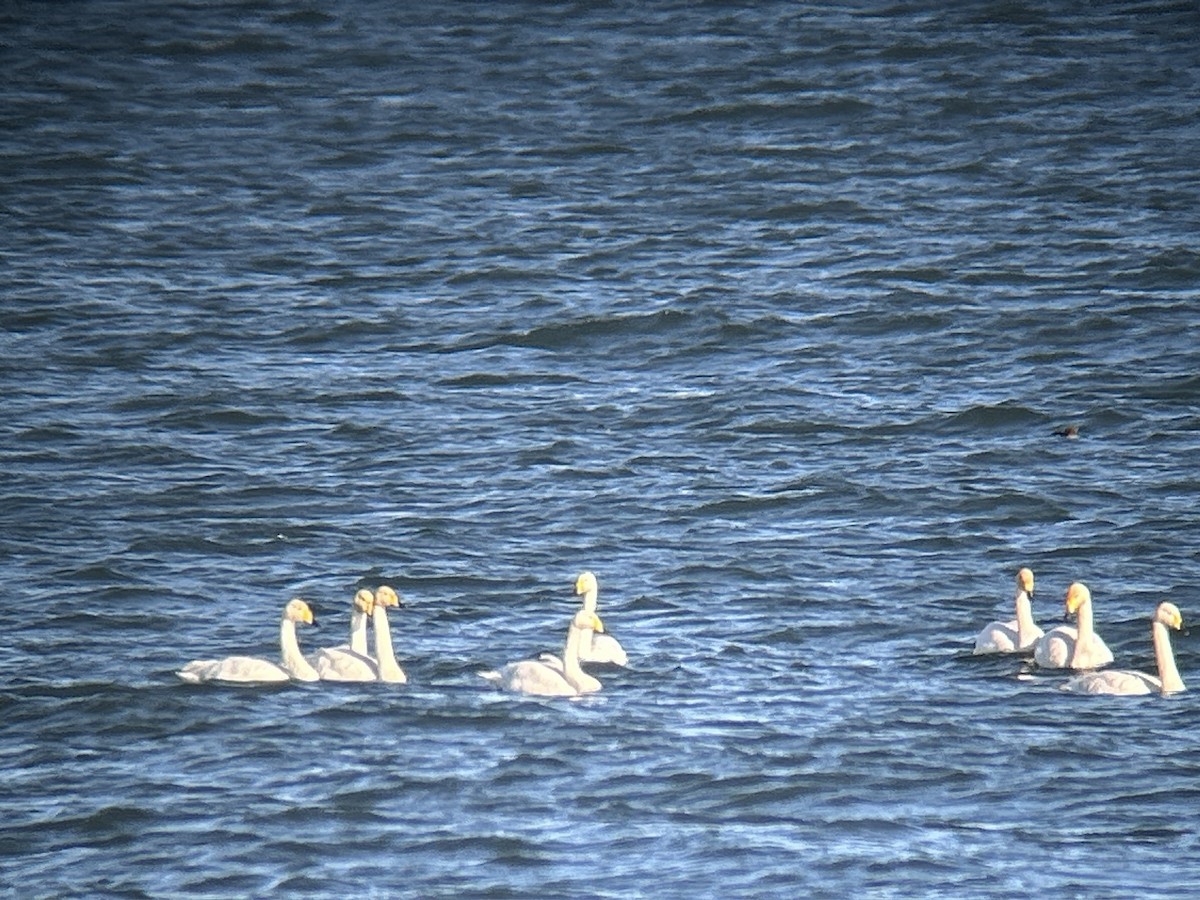 Whooper Swan - ML643285436