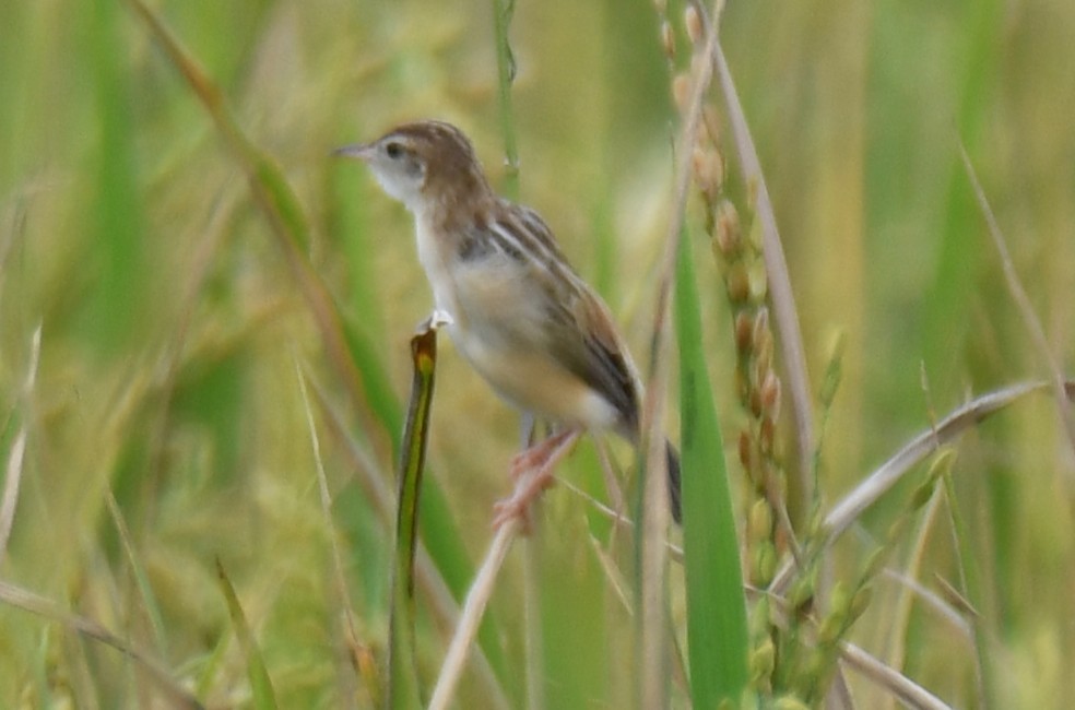 Zitting Cisticola - ML643285452
