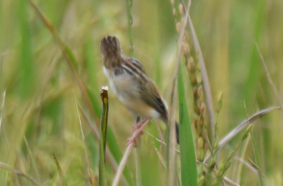 Zitting Cisticola - ML643285463