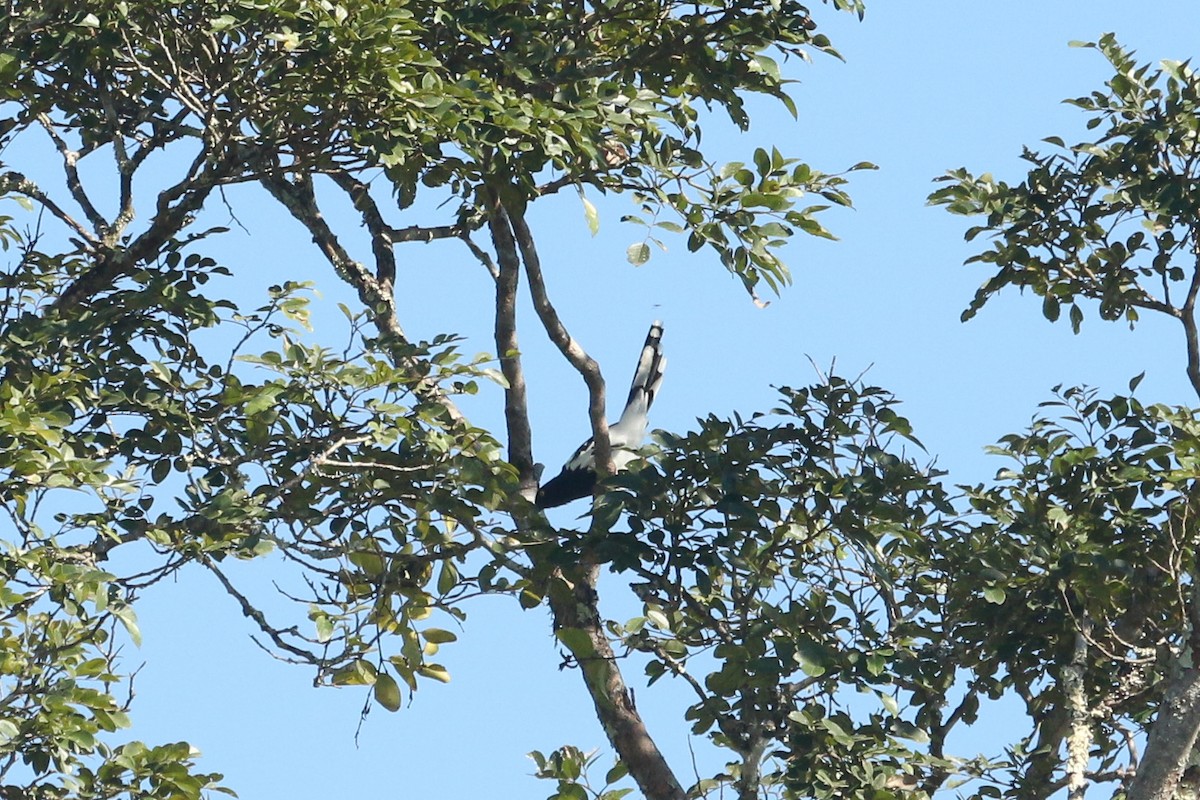 Magpie Tanager - ML643285464