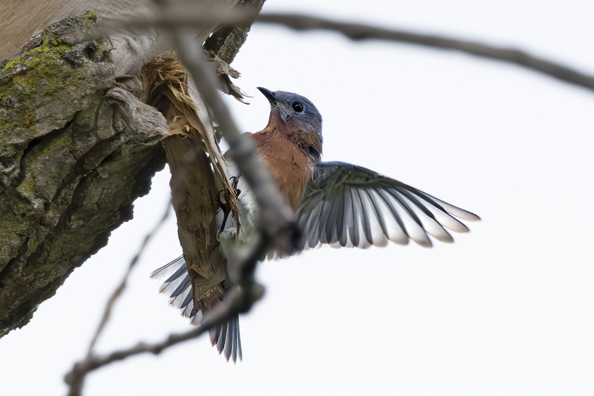 Eastern Bluebird - ML643285465