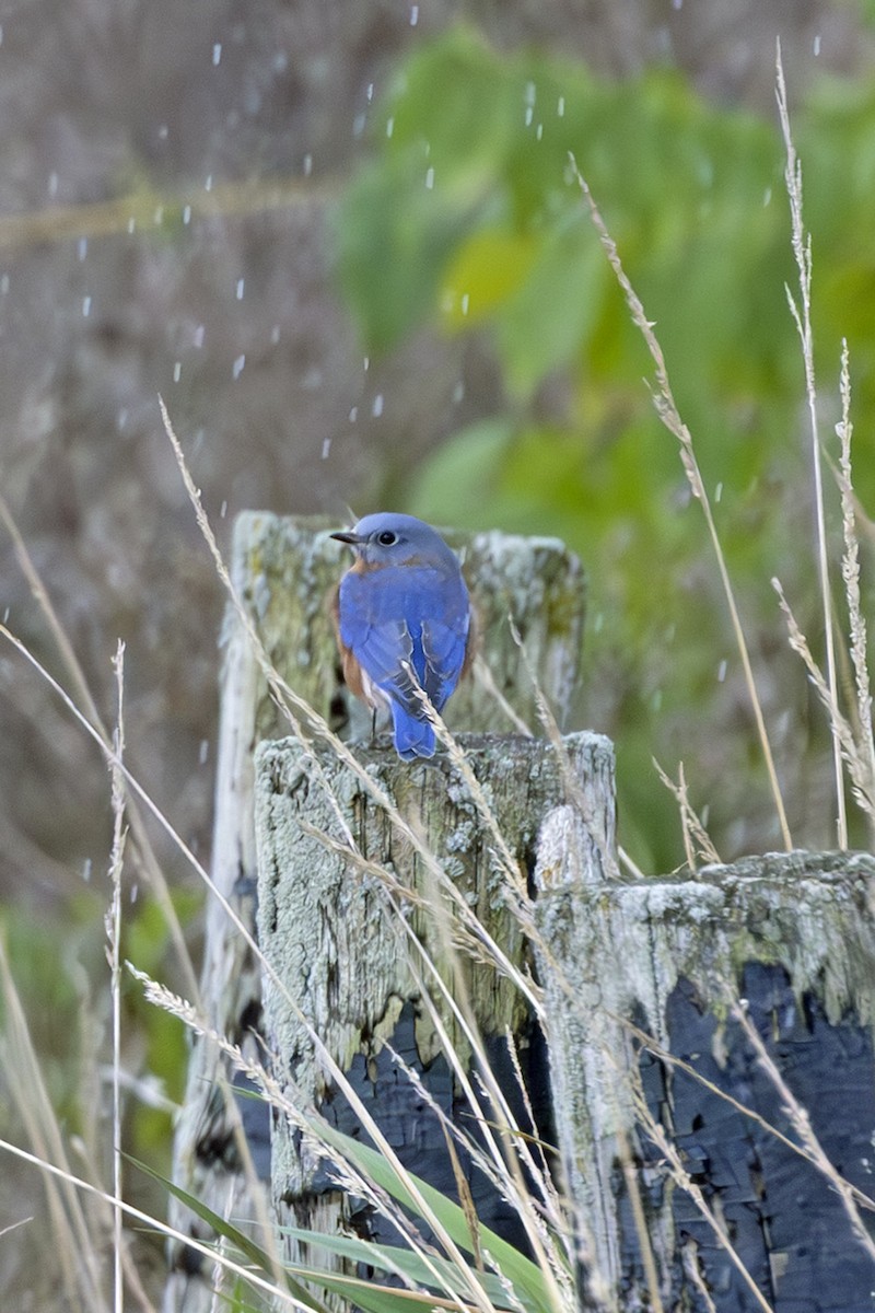 Eastern Bluebird - ML643285466