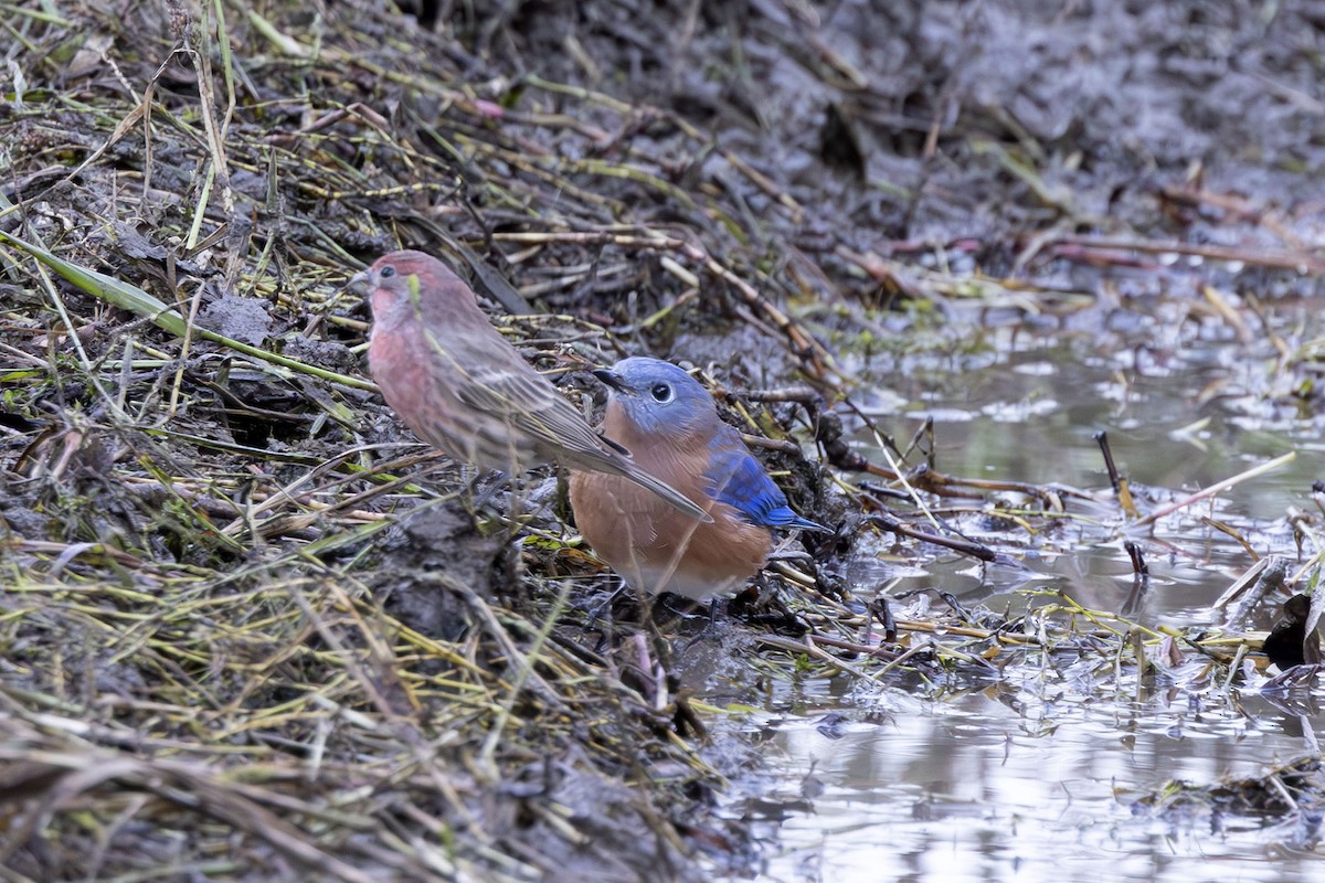 House Finch - ML643285481