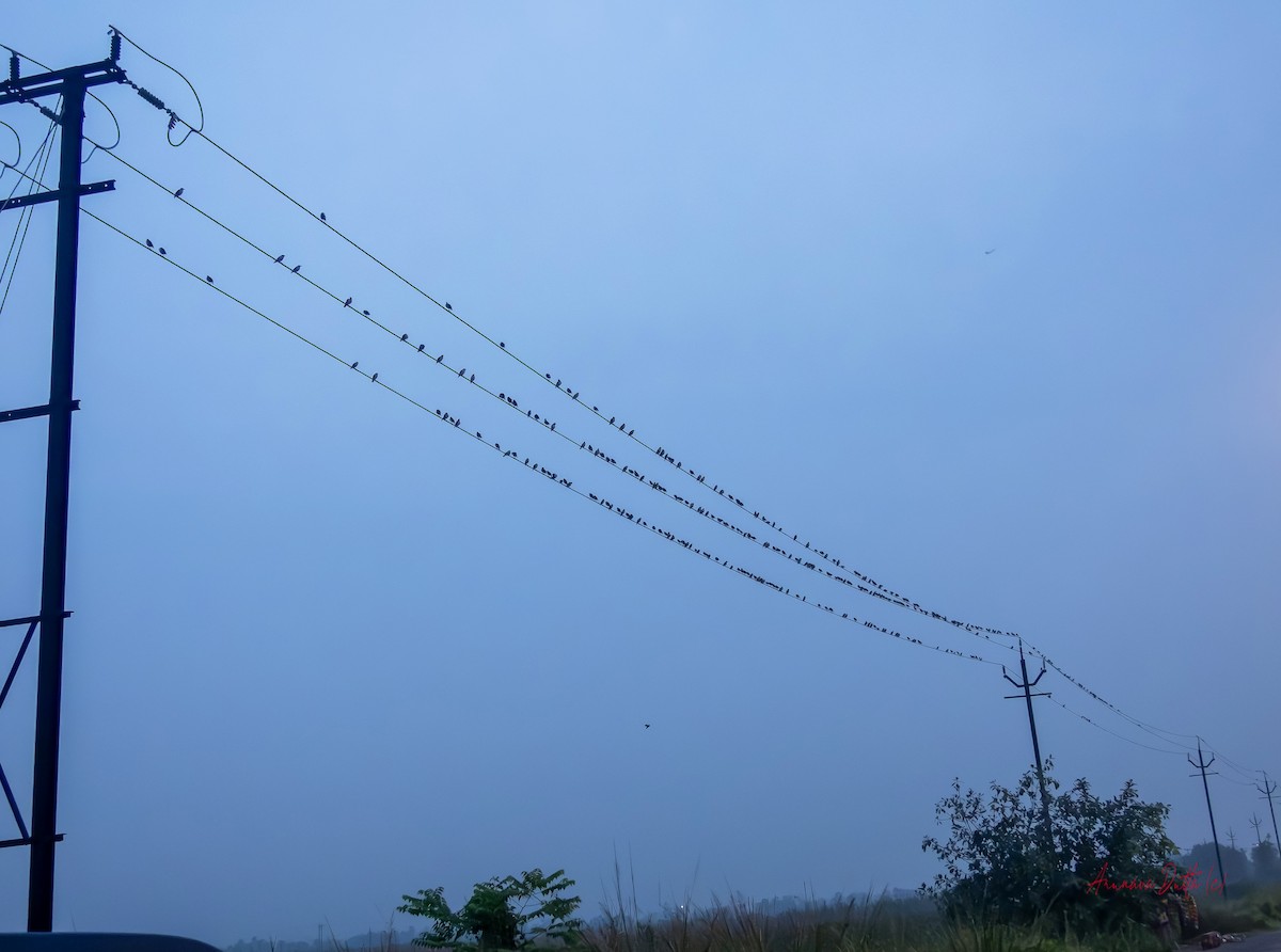 Indian Pied Starling - ML643285485