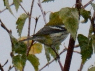 Black-throated Green Warbler - ML643285499
