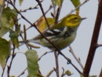 Black-throated Green Warbler - ML643285500
