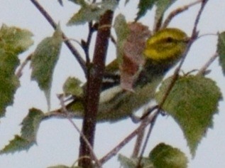Black-throated Green Warbler - ML643285501