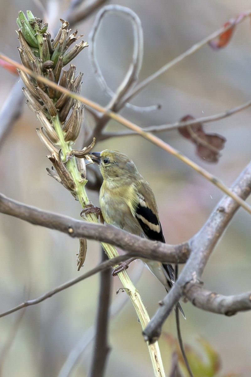 American Goldfinch - ML643285503
