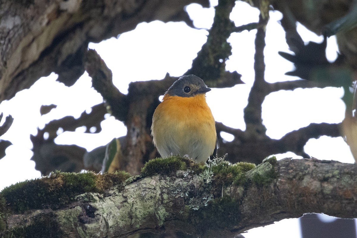 Black-and-orange Flycatcher - ML643285521