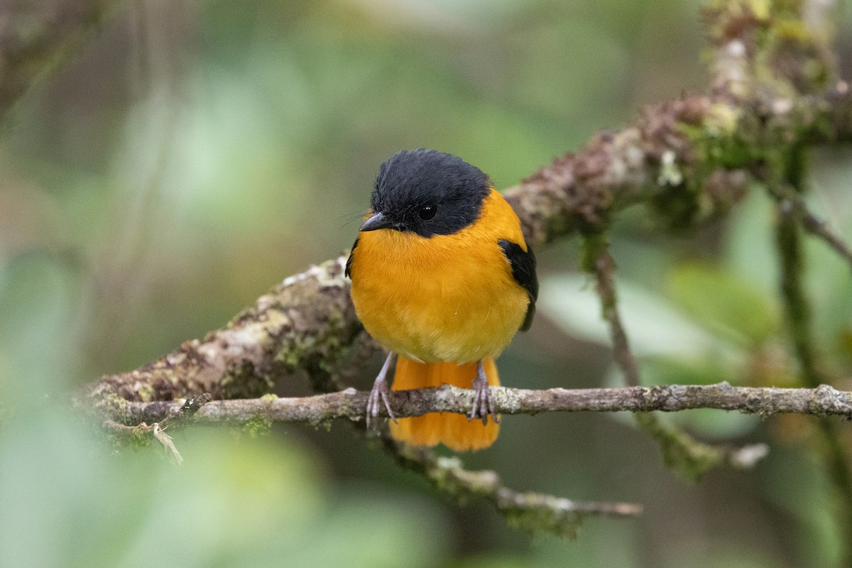 Black-and-orange Flycatcher - ML643285522