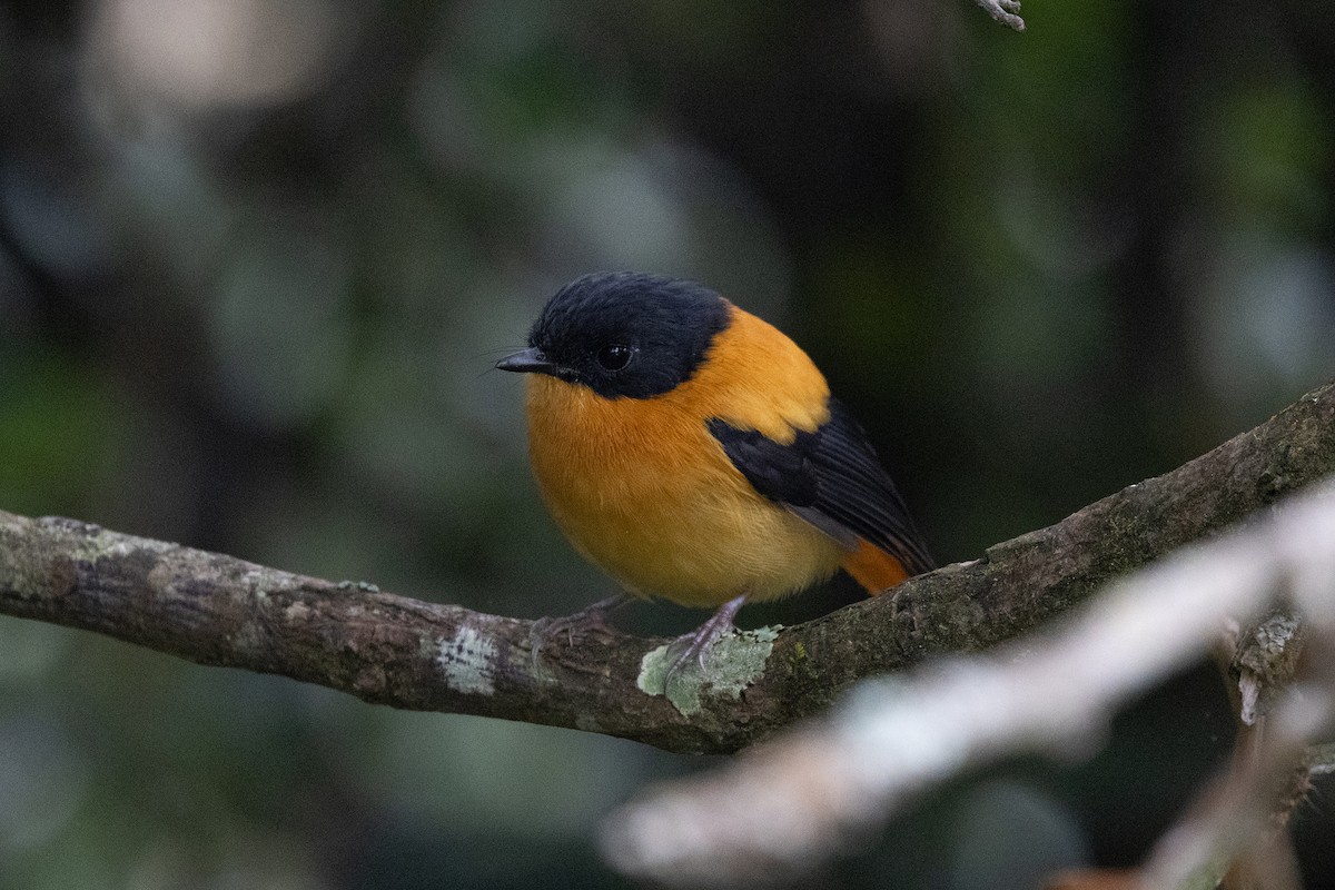 Black-and-orange Flycatcher - ML643285523