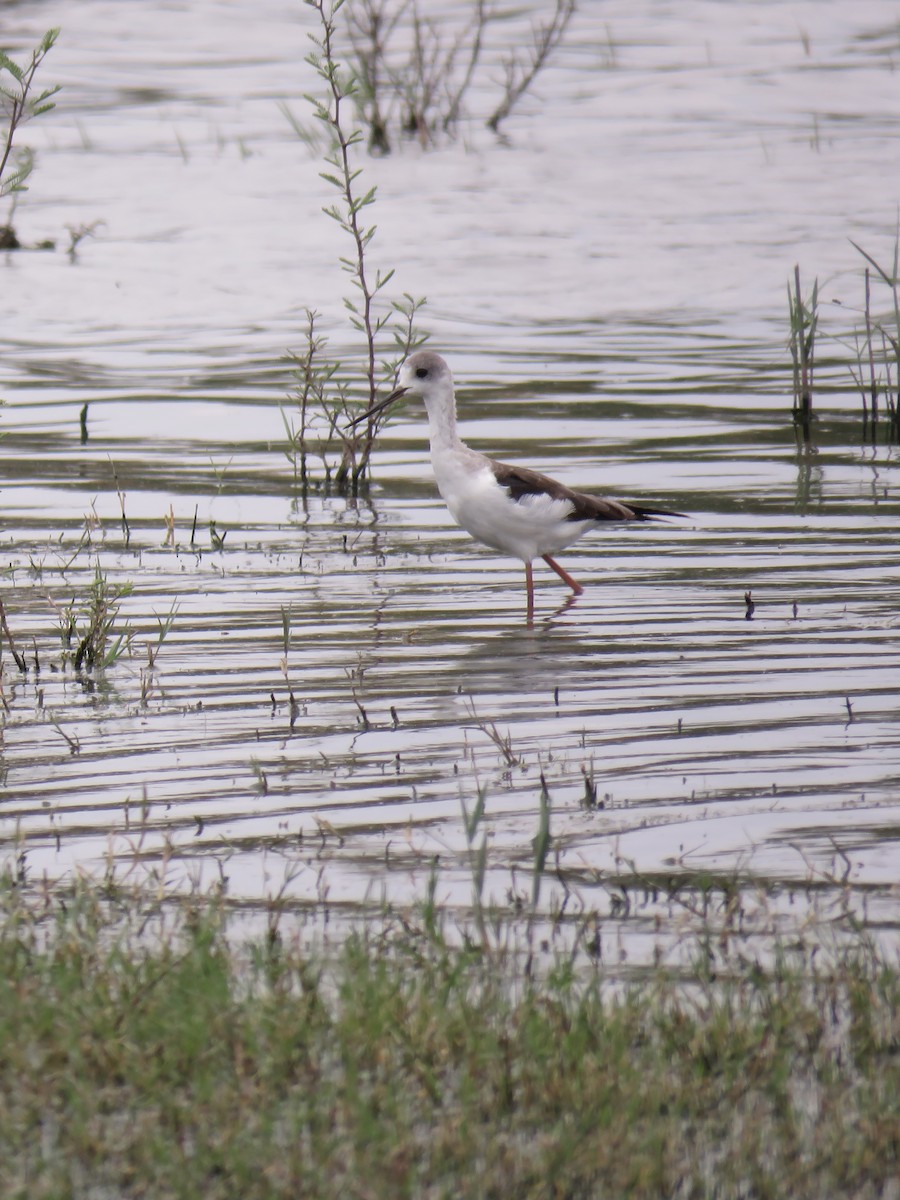 Black-winged Stilt - ML643285535