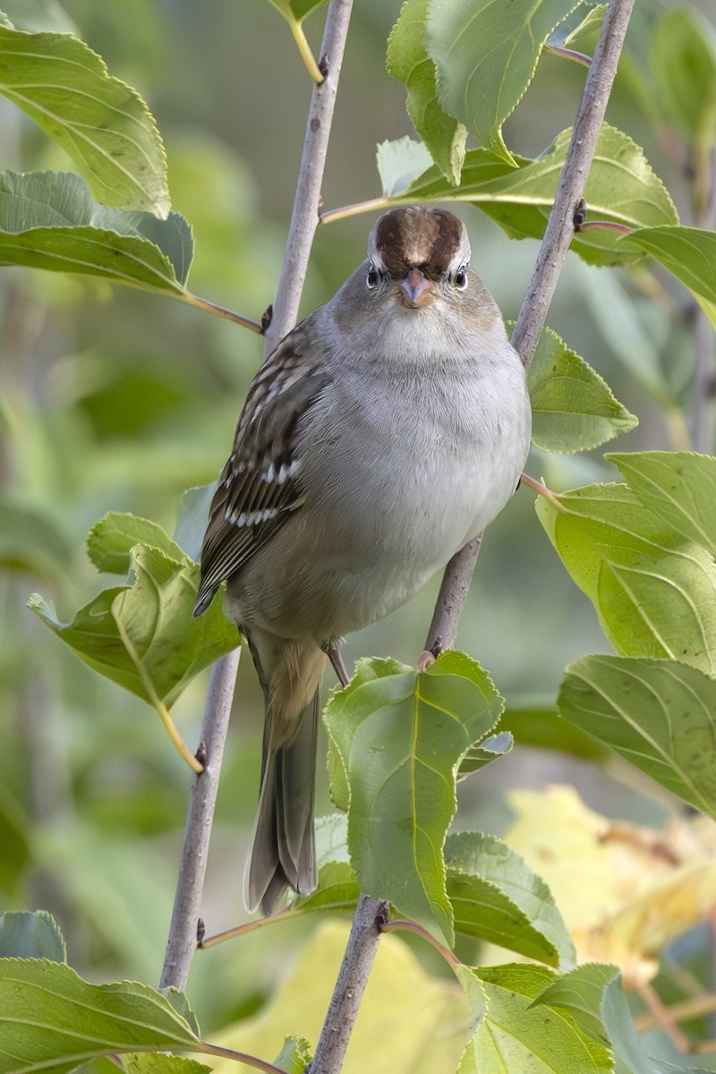 White-crowned Sparrow - ML643285543