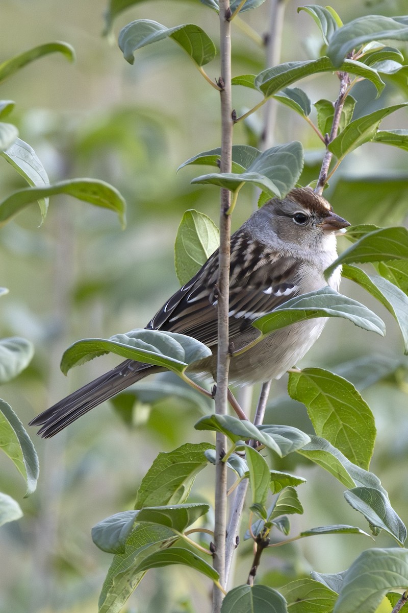 White-crowned Sparrow - ML643285544