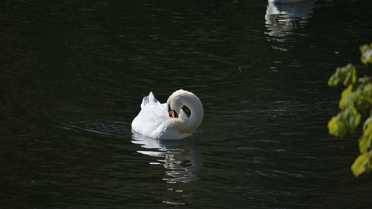 Cygne tuberculé - ML643285545