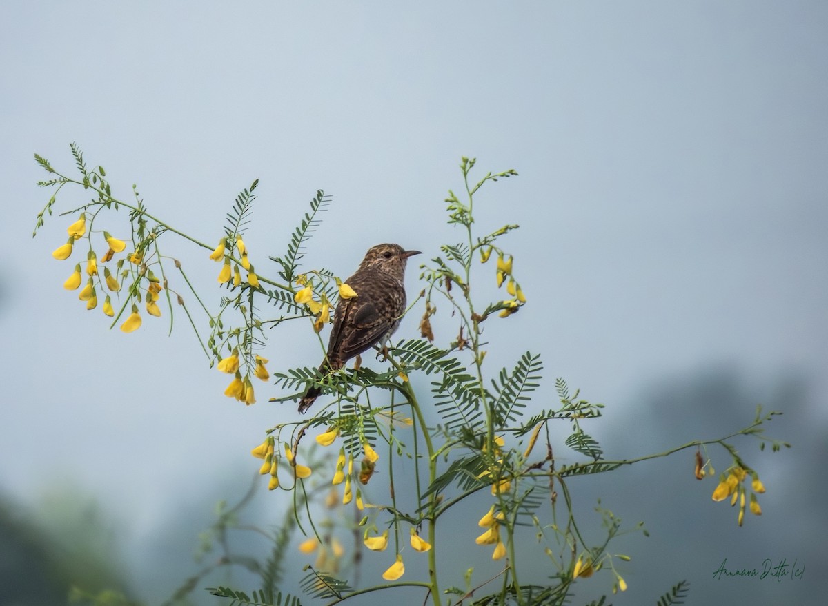 Plaintive Cuckoo - ML643285546