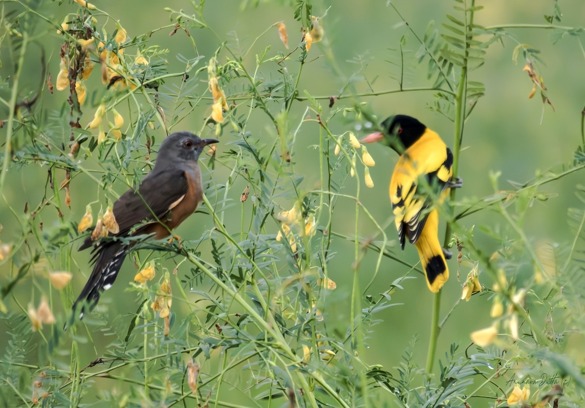 Plaintive Cuckoo - ML643285547