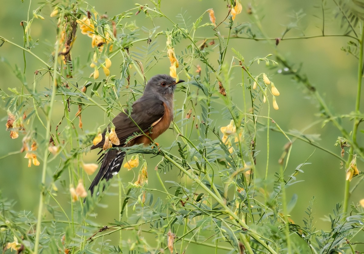 Plaintive Cuckoo - ML643285548