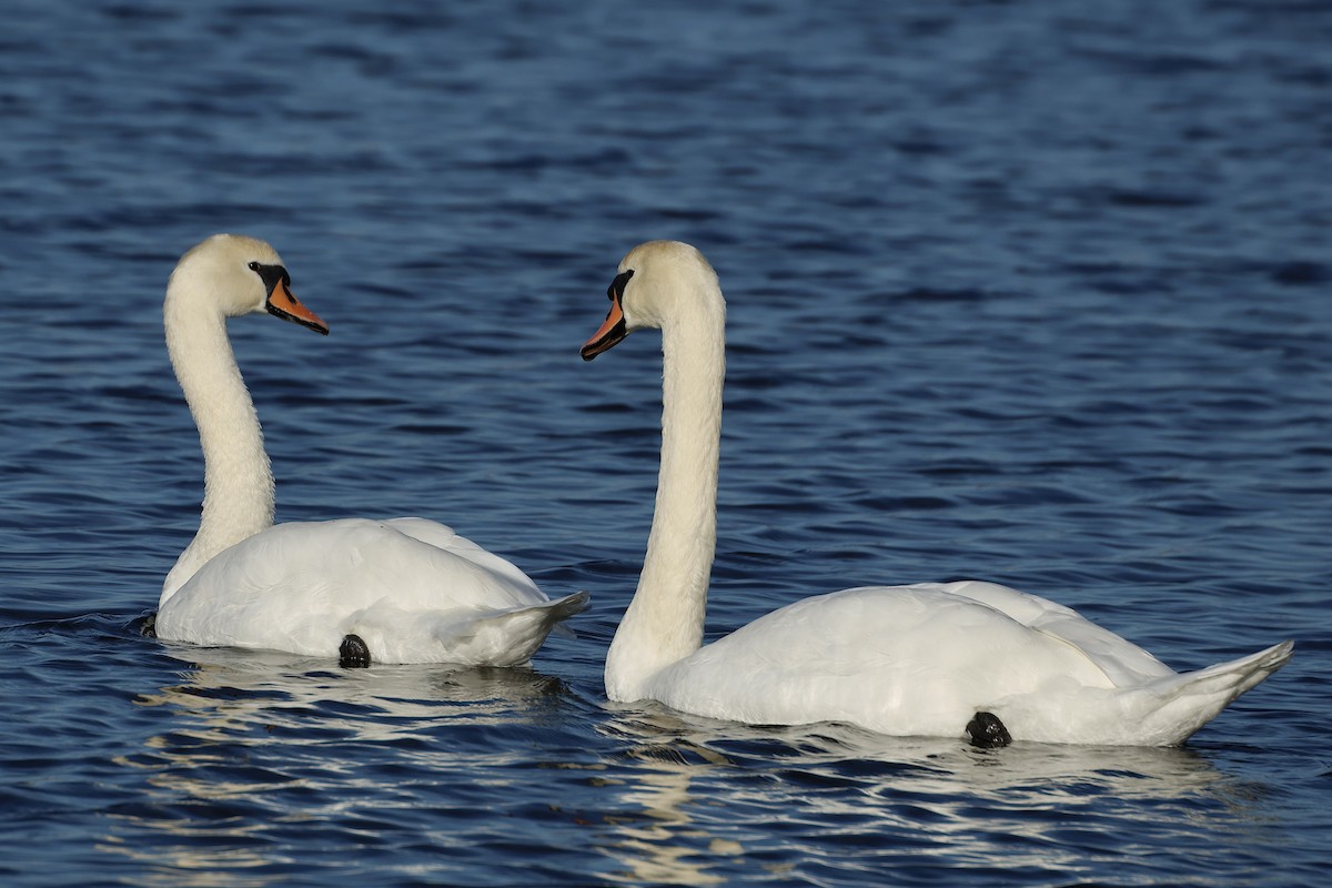 Cygne tuberculé - ML643285551