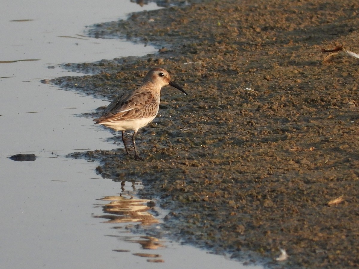 Dunlin - ML643285558