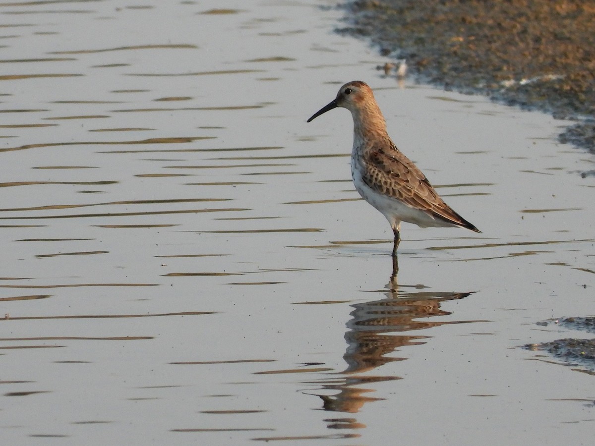 Dunlin - ML643285559