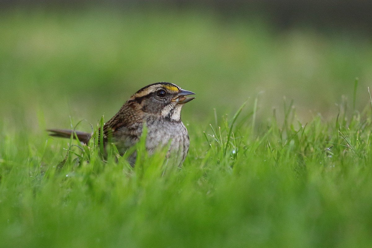 strnadec bělohrdlý - ML643285571