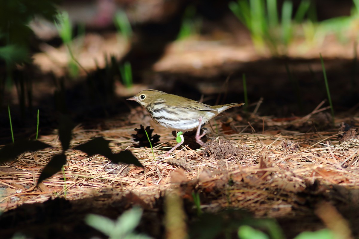 Ovenbird - ML643285572