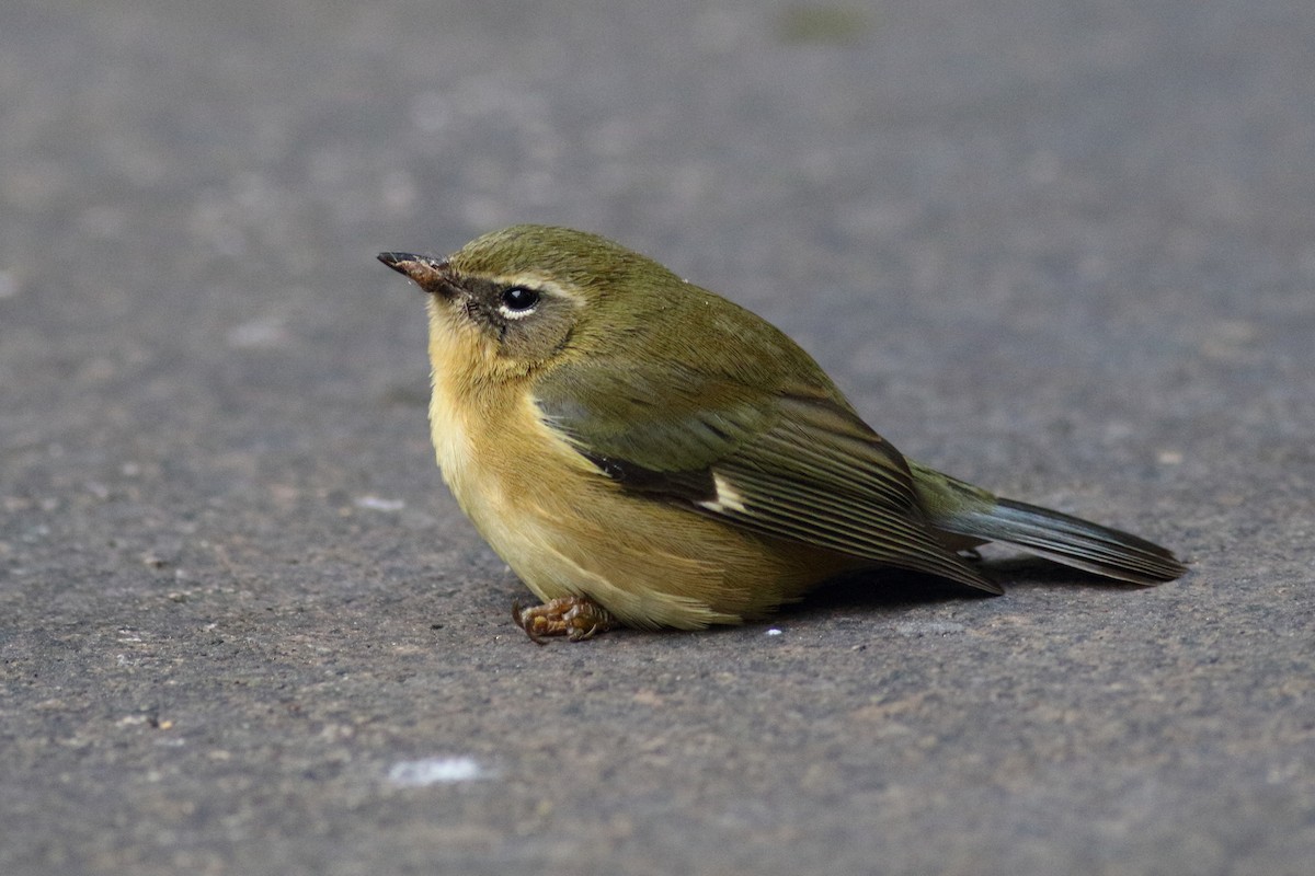 lesňáček modrohřbetý - ML643285576