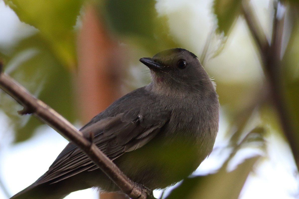 drozdec černohlavý - ML643285586