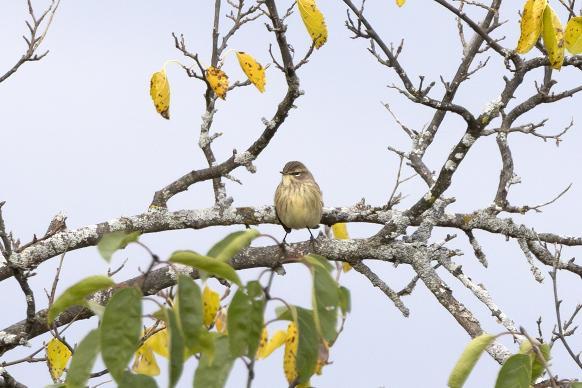 Palm Warbler - ML643285589