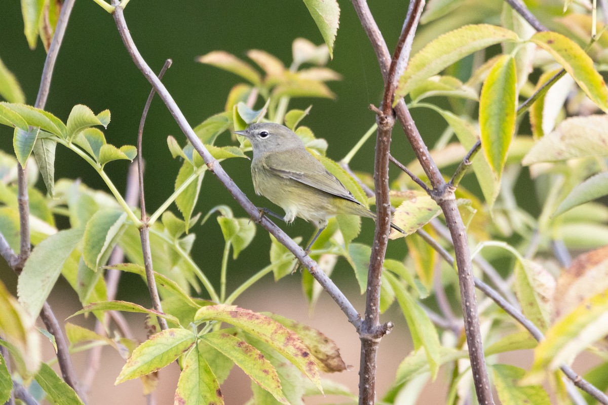 Orange-crowned Warbler - Jenna Patrick