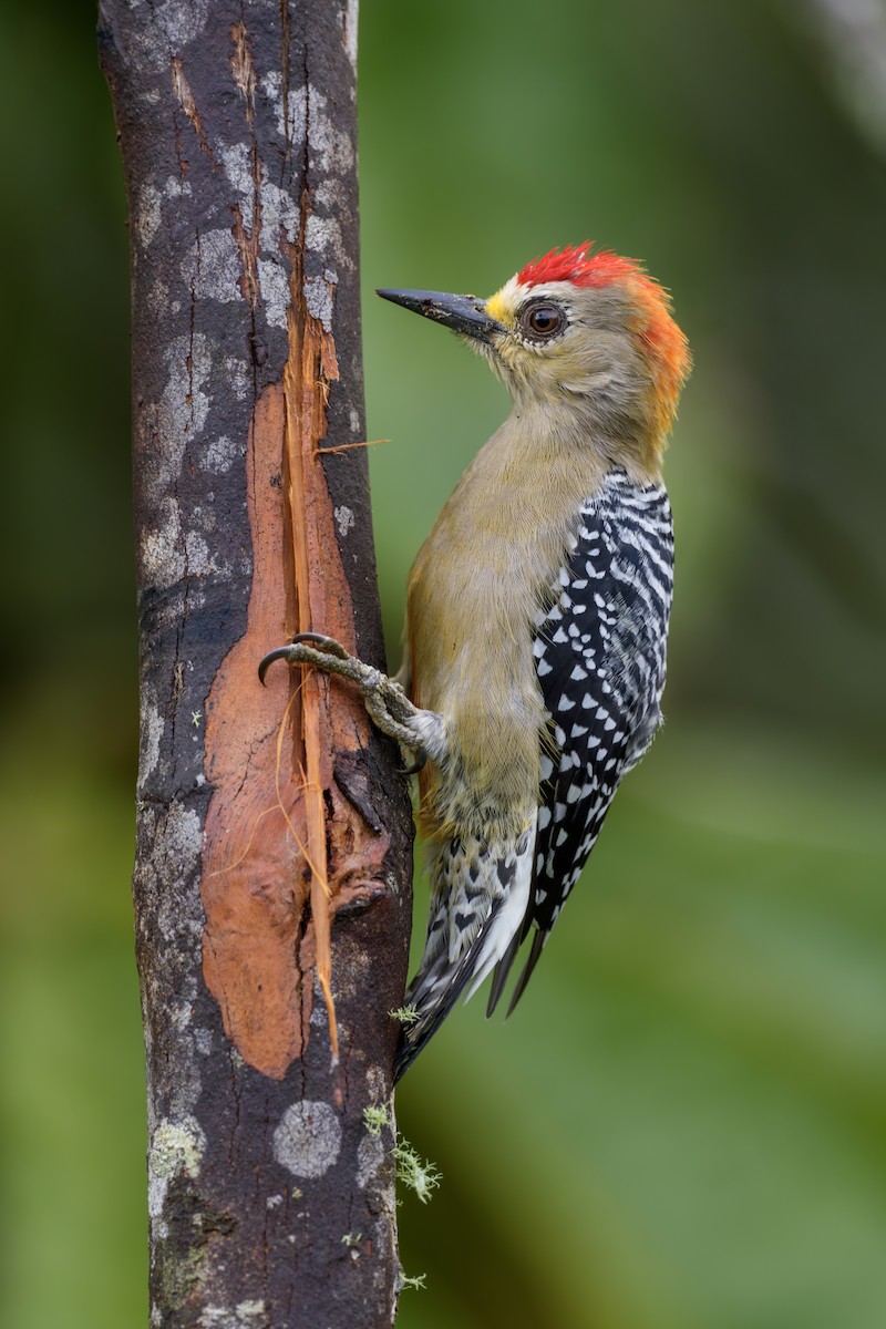 Red-crowned Woodpecker - Jeff Hapeman