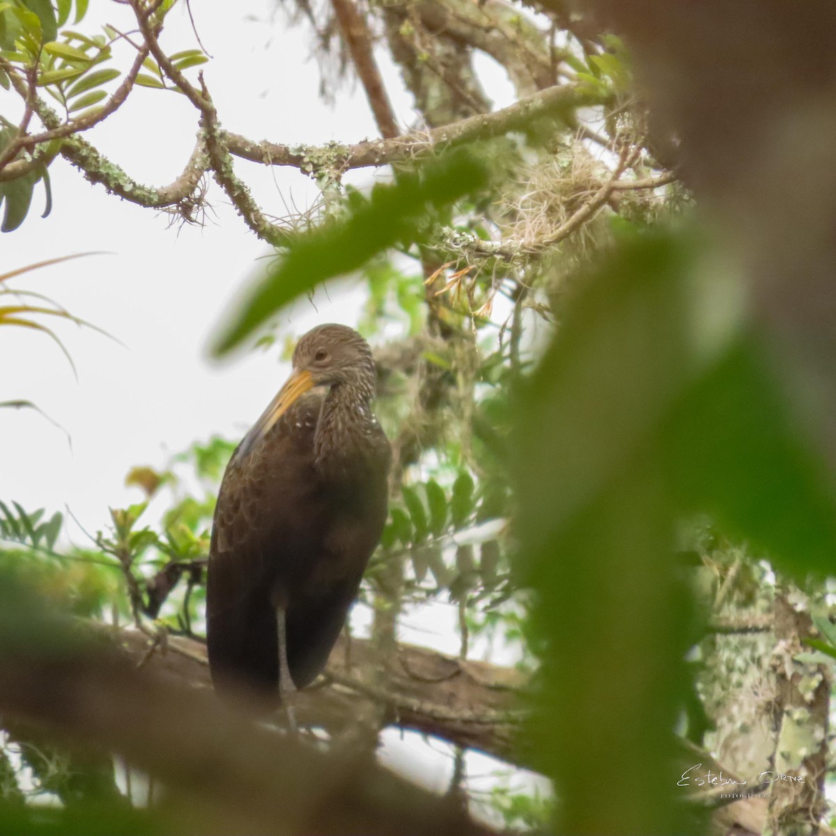 Limpkin - ML643285625