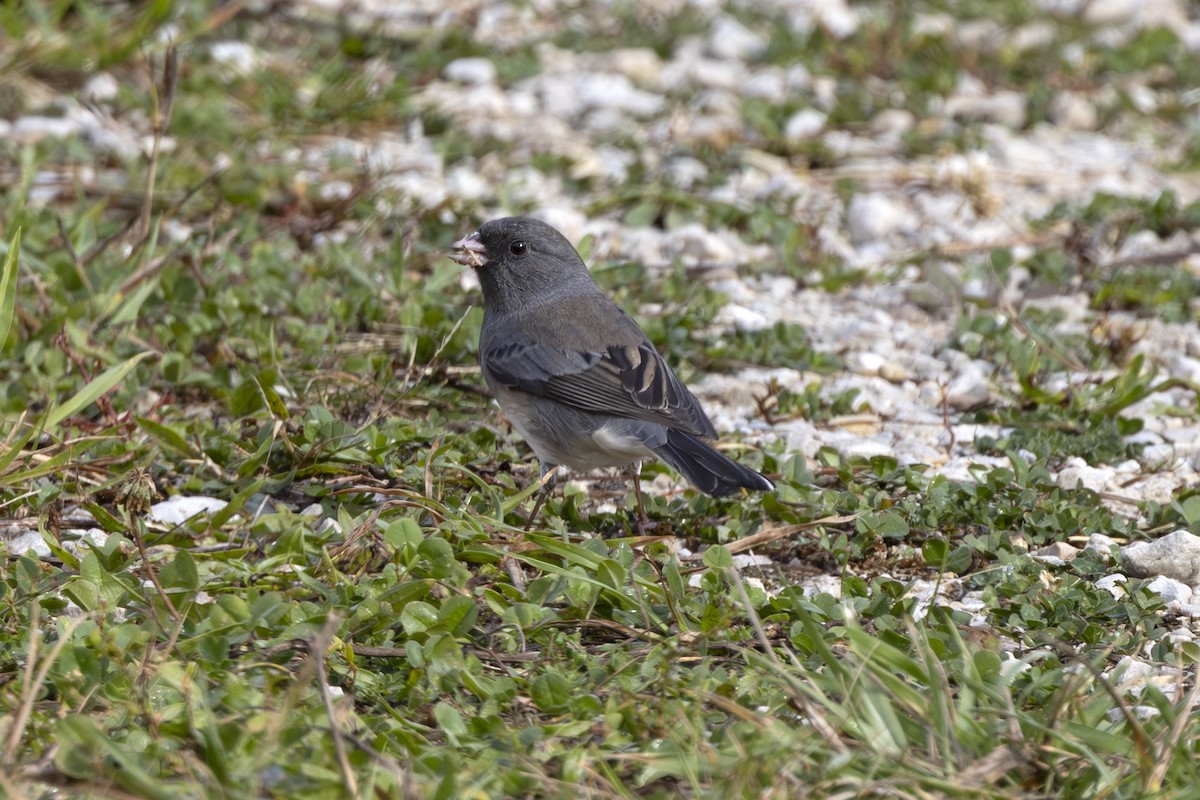 Dark-eyed Junco - ML643285626