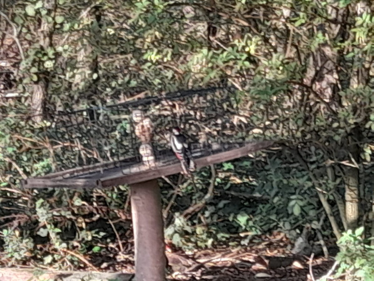 Great Spotted Woodpecker - ML643285629